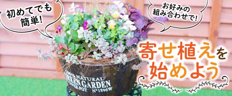 寄せ植えを始めよう!