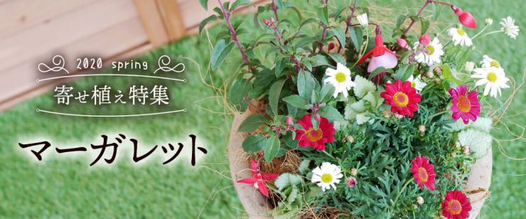 マーガレットの寄せ植え