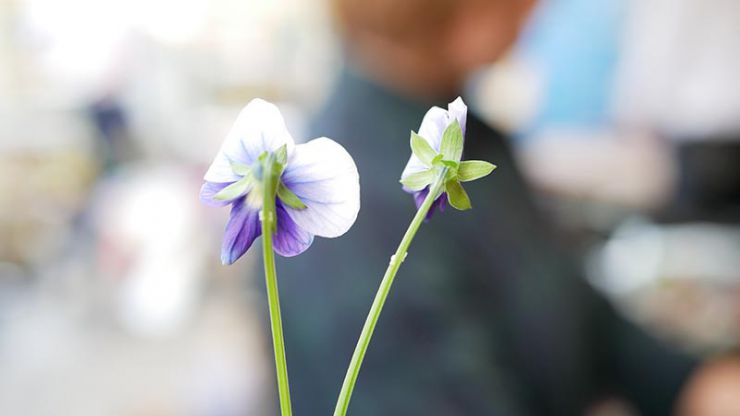 花がら摘み