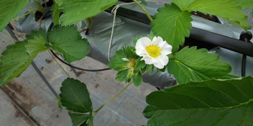 いちご苗「かおり野」の花