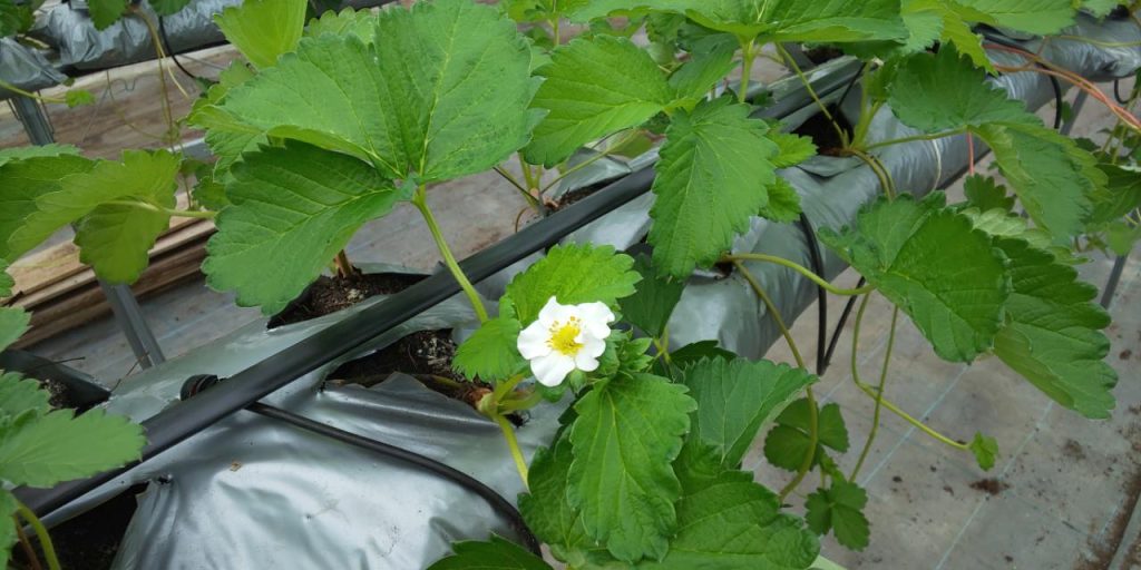いちご苗「かおり野」の花2