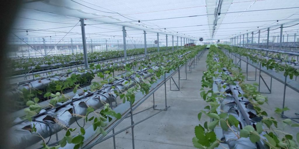 植え付け後の状態