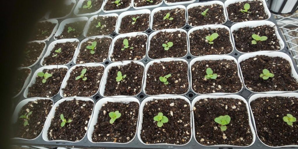 パンジー植え付け後
