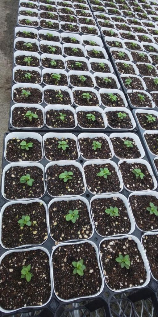 植え付け後の状態