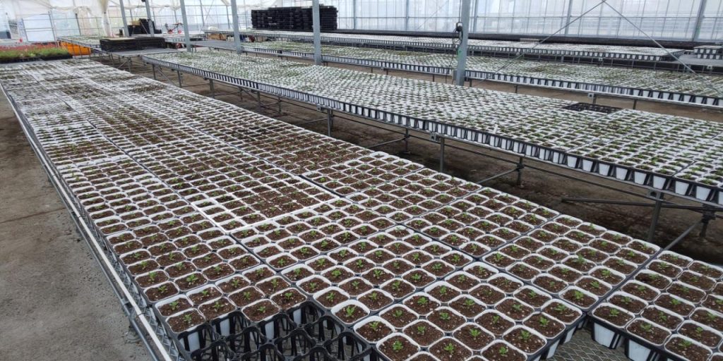 約4,200株をポットに植えこみ