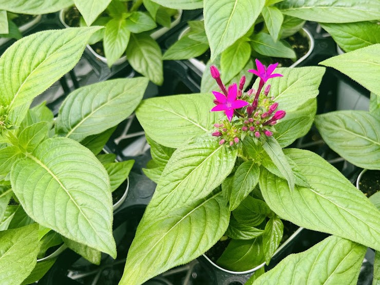 ペンタスの花が咲きました!!