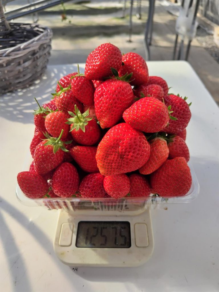 いちご1パック約1,250g