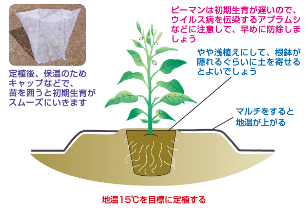 定植後の管理