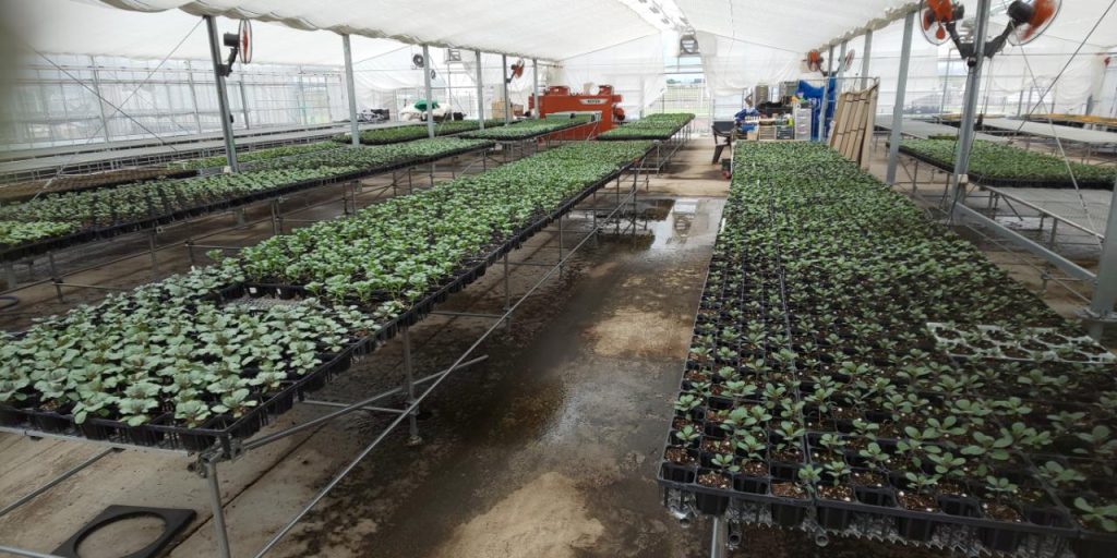 ポットに植え替えた状態